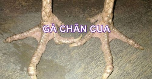 Gà chân cua là gì? Kinh nghiệm nuôi gà chân cua hiệu quả