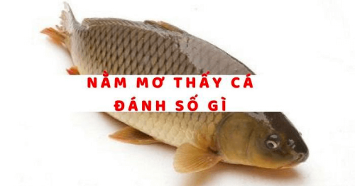 Nằm mơ thấy cá thì có điềm báo gì? Nên đánh con số gì trong lô đề ?