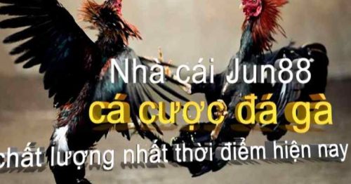 Cách chơi đá gà trực tuyến JUN88 cực đơn giản mà hiệu quả